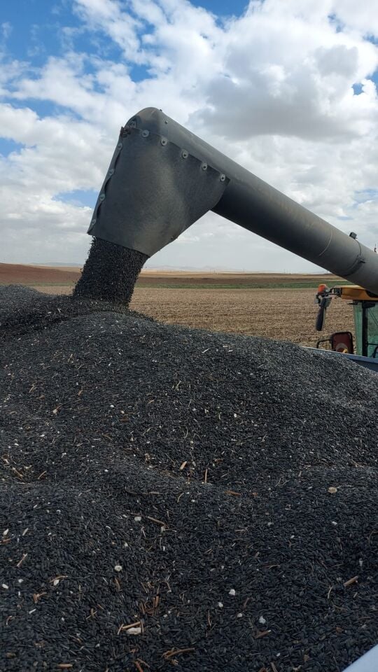 Loki  Hibrit Ayçiçeği Tohumu