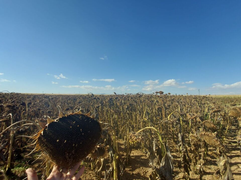 Loki  Hibrit Ayçiçeği Tohumu