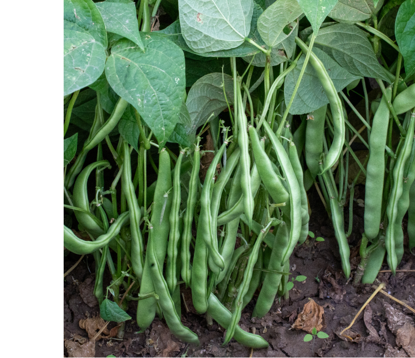 Fasulye Tohumu  Bourgondia Tİp May 144