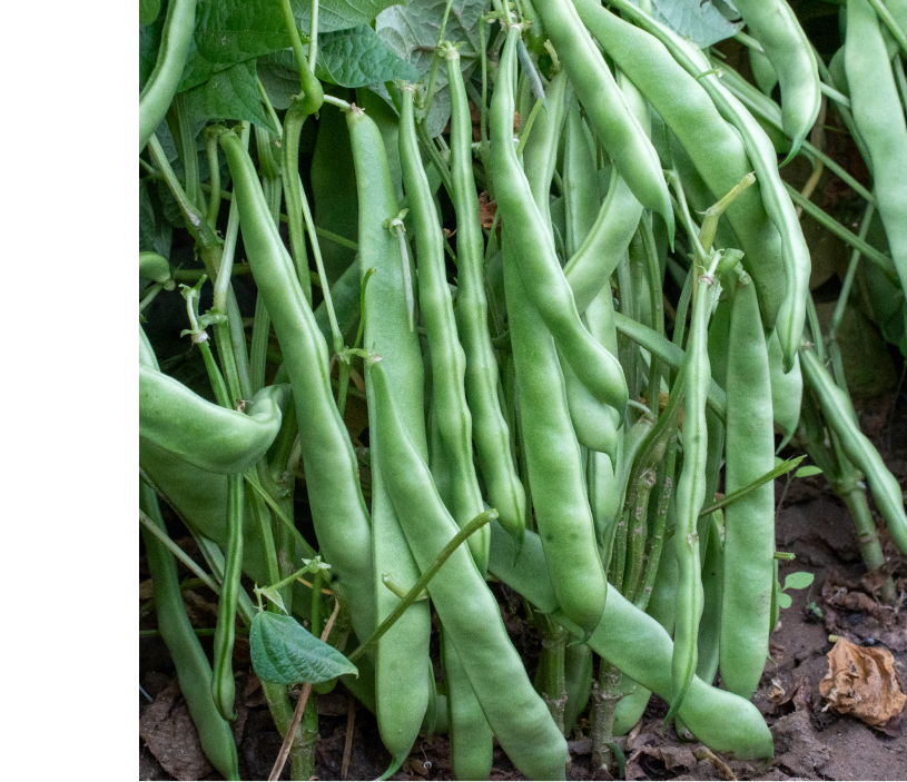 Fasulye Tohumu  Bourgondia Tİp May 144