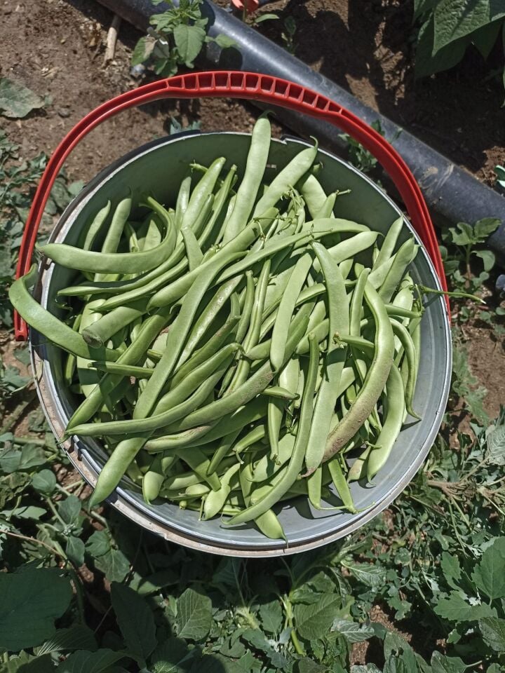 Fasulye Tohumu  Bourgondia Tİp May 144