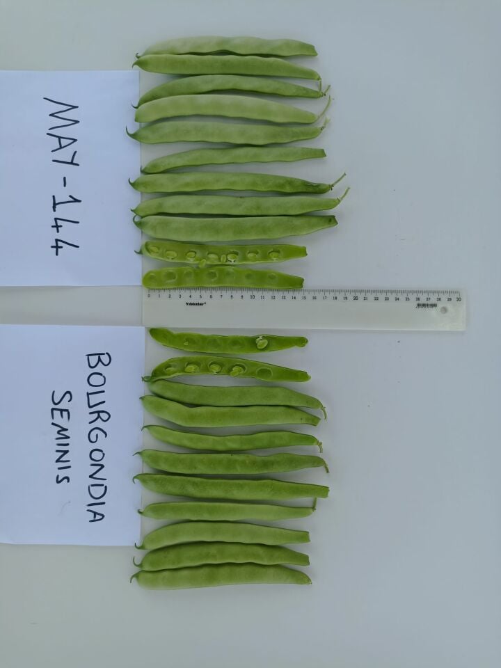 Fasulye Tohumu  Bourgondia Tİp May 144