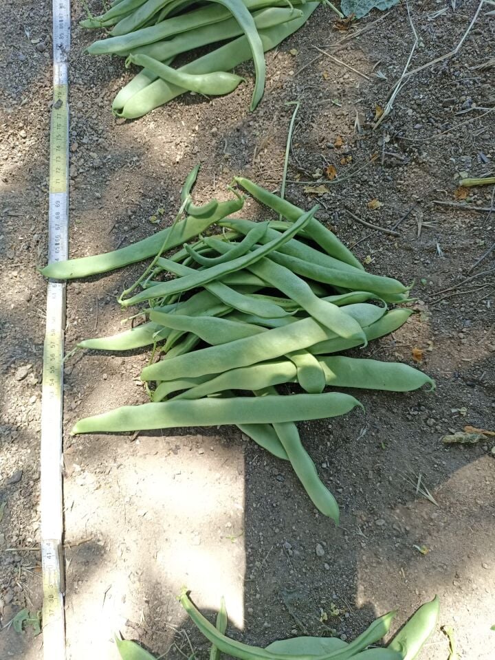 Fasulye Tohumu  Bourgondia Tİp May 144