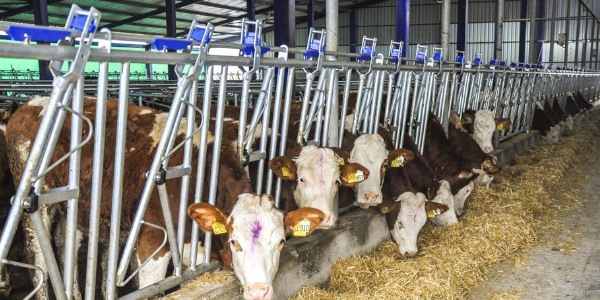 Plastik Yemlik Kilitleme Mandalı