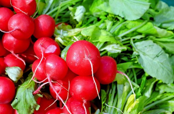 Turp Kırmızı  Hazera Red 500 Gr