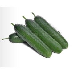 Sırık Hıyar Tohumu Sera Multi Y225 F1 - 500 Çekirdek