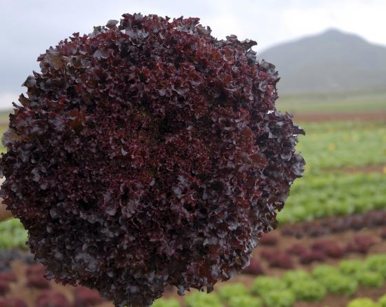 Marul Tohumu Bacchus 5000 Çekirdek