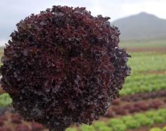 Marul Tohumu Bacchus 5000 Çekirdek