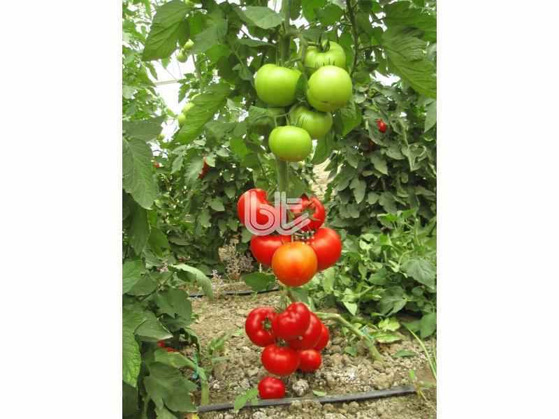 Sırık   Domates Tohumu Narita F1 1000 Çekirdek