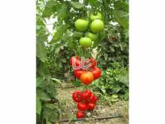 Sırık   Domates Tohumu Narita F1 1000 Çekirdek