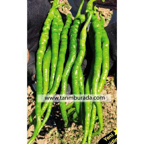 Kıl Biber Tohumu (Acı) Ünsal F1 1000 Çekirdek