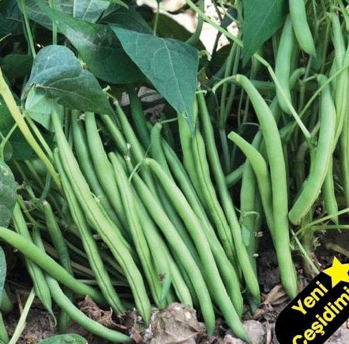 Oturak Erkenci Fasulye Tohumu  Burmen 1 Kg