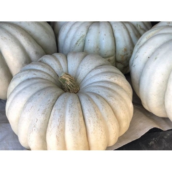 Bal Kabağı Arıcan 97 10 Gr