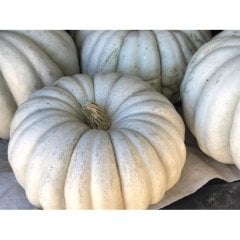 Bal Kabağı Arıcan 97 10 Gr