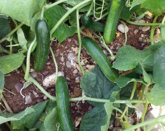 Hıyar Tohumu Murat F1 2500 Çekirdek