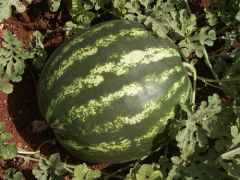 Galaxy Karpuz Tohumu 500 Gr