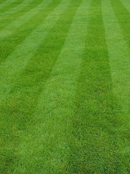 Çim Tohumu Greenking 7'li Karışım 10 Kg