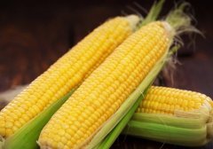 Tatlı Mısır Tohumu Mirza F1 - 10.000 Çekirdek